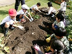 さつまいも掘りにチャレンジ！